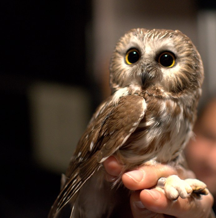 Филин обыкновенный (Bubo Bubo)