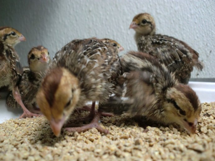Growing Quails