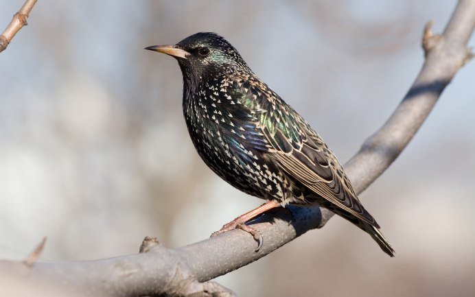 Браминский скворец (Sturnus pagodarum)