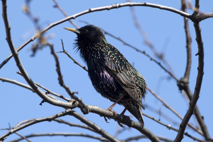 The common Starling or European Starling (Sturnus vulgaris