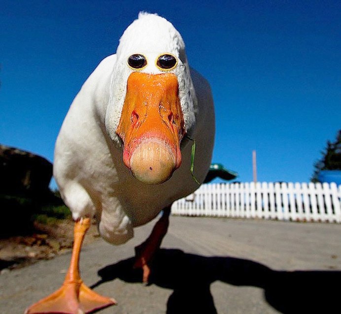 Гус (Gus)