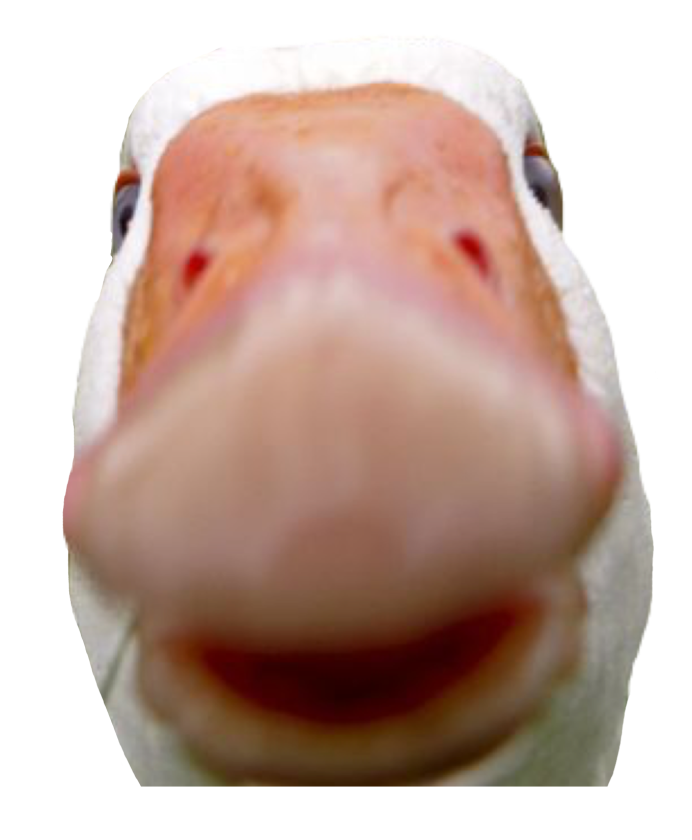 Се́рый Гусь (Anser Anser)