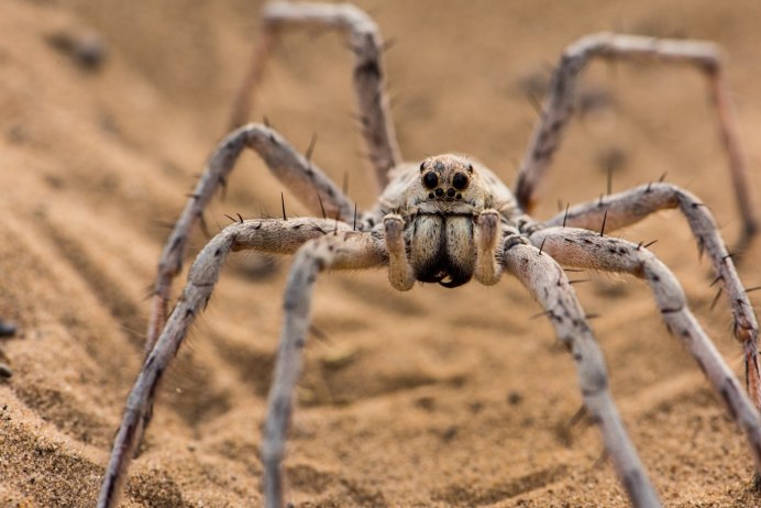 Цербал Аравийский Cerbalus aravaensis