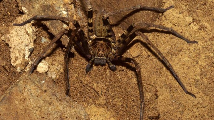 Гигантский паук-охотник (heteropoda maxima)