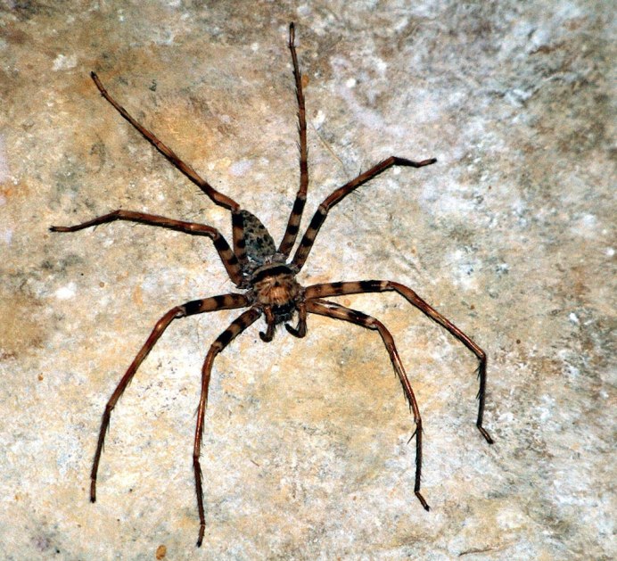 Паук-охотник heteropoda maxima