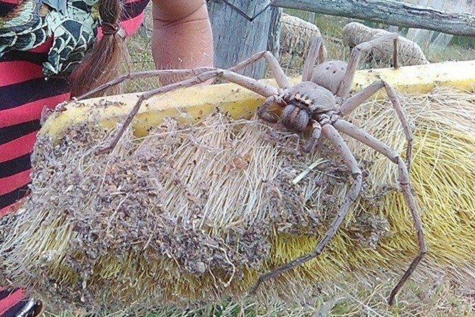 Гигантский паук