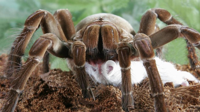 Lasiodora parahybana нимфы