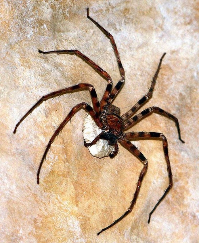 Гигантский паук-охотник (heteropoda maxima)