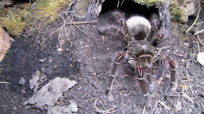 Паук птицеед Голиаф