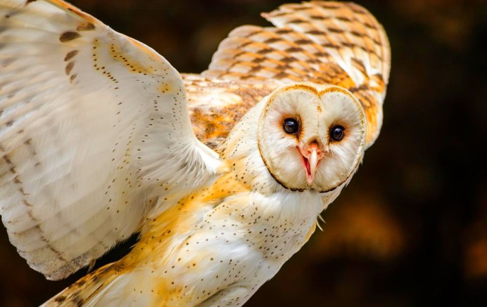 Рогатая неясыть (Lophostrix cristata)