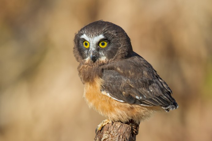 Коромандельский Филин