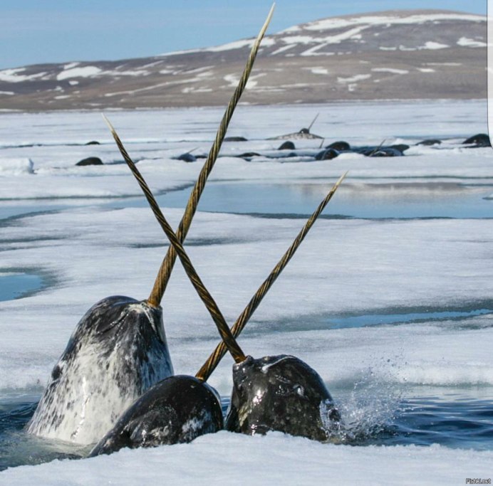 Нарвал (monodon Monoceros)