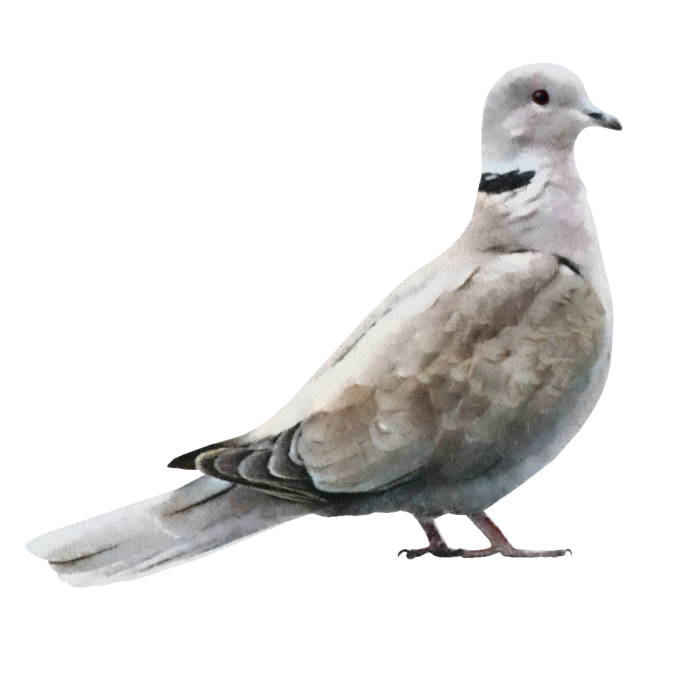 Клинтух рисунок