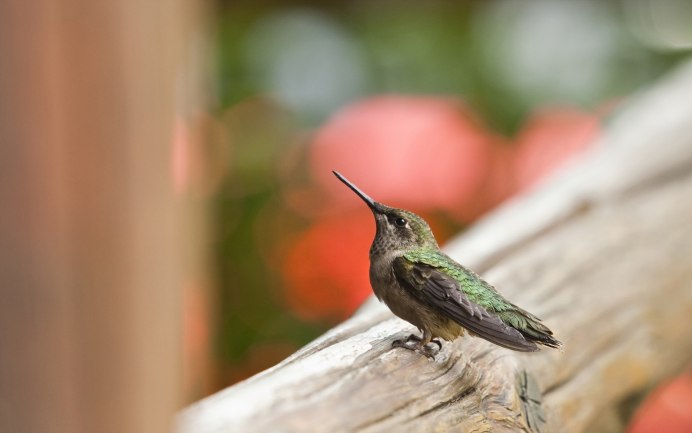 Семейство Колибри (trochilidae)