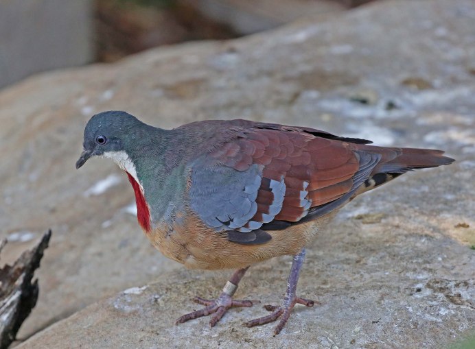 Gallicolumba luzonica