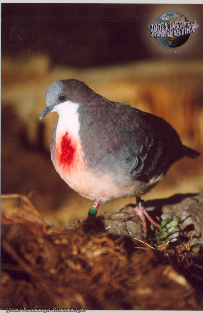 Gallicolumba luzonica