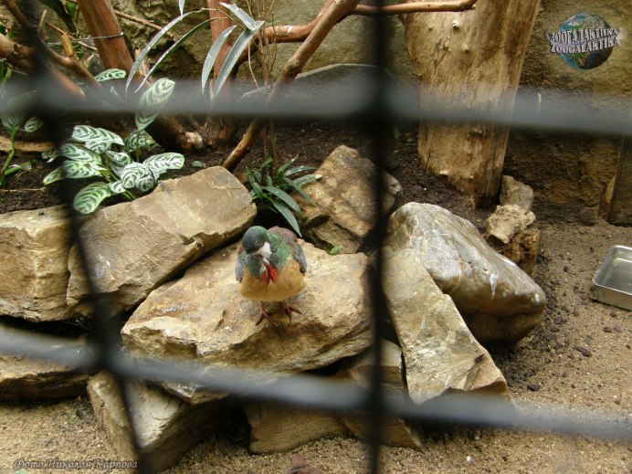 Luzon Bleeding-Heart