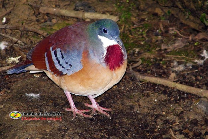 Luzon Bleeding Heart dove
