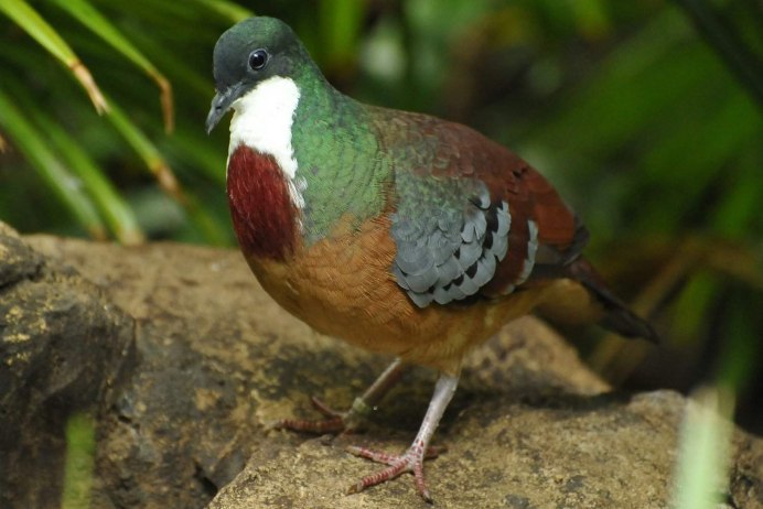 Bartlett's Bleeding Heart dove