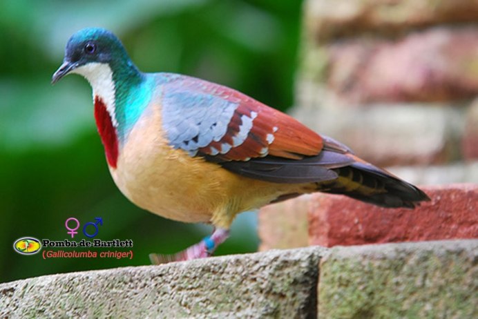 Luzon Bleeding-Heart Gallicolumba luzonica