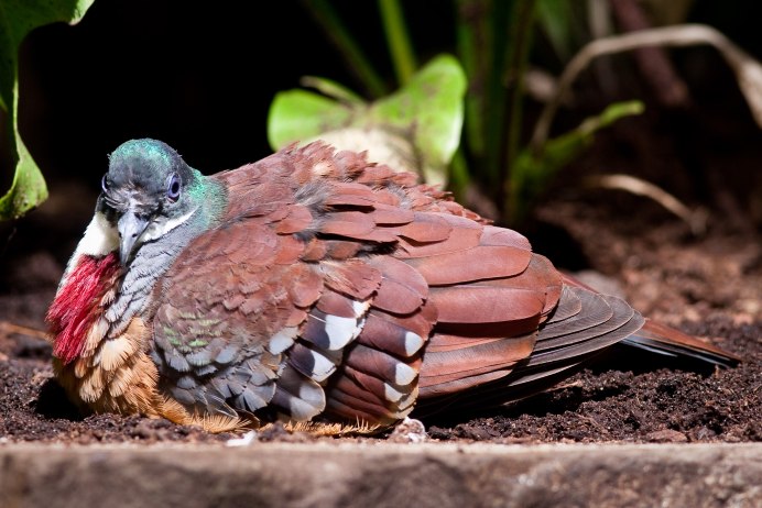 Mindanao Bleeding-Heart Nest