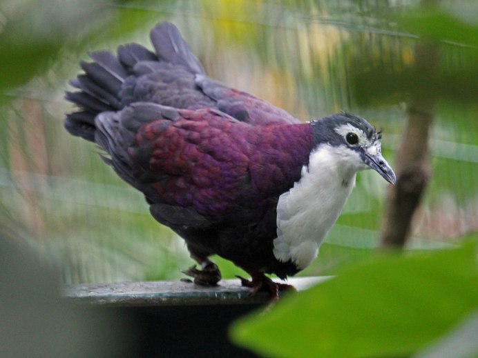 Green Imperial Pigeon
