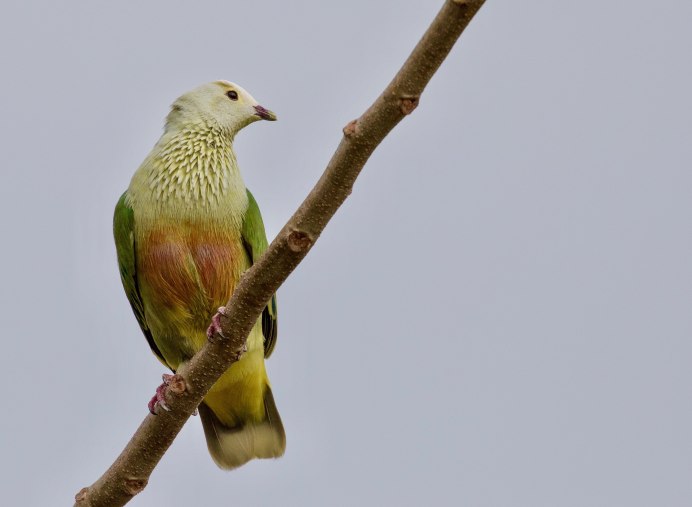 Ptilinopus dupetithouarsii
