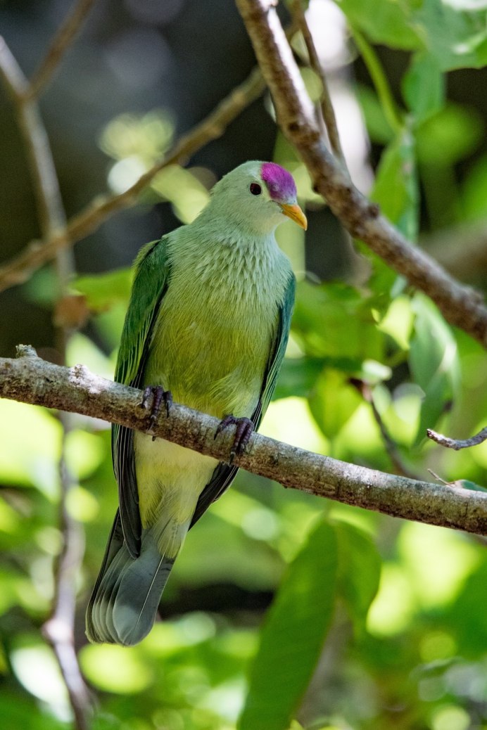 Columba larvata