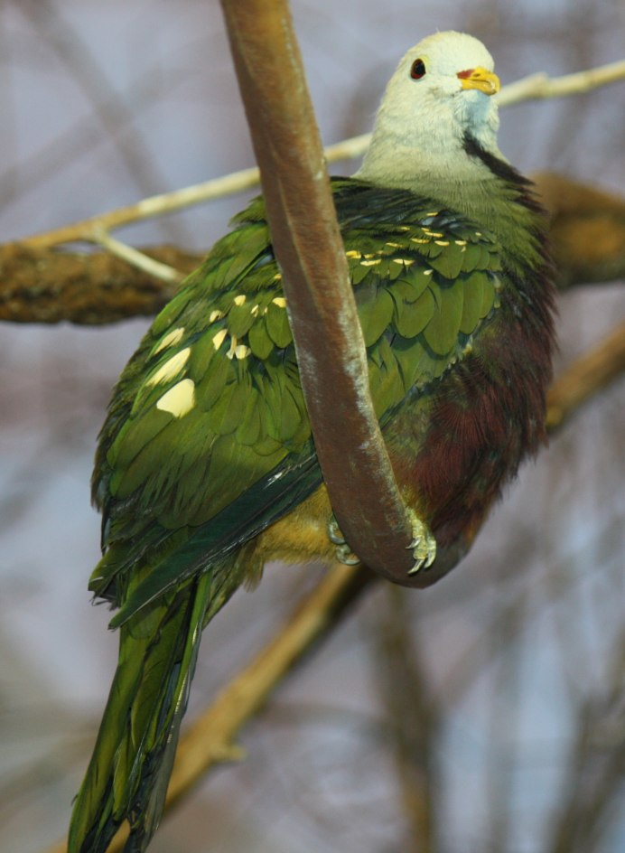Ptilinopus dupetithouarsii