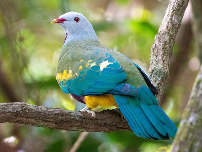 Ptilinopus Victor