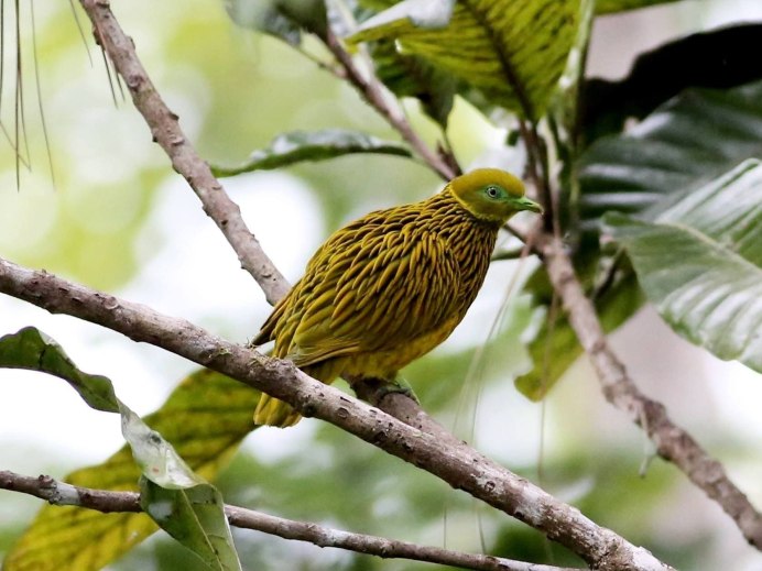 Ptilinopus coronulatus