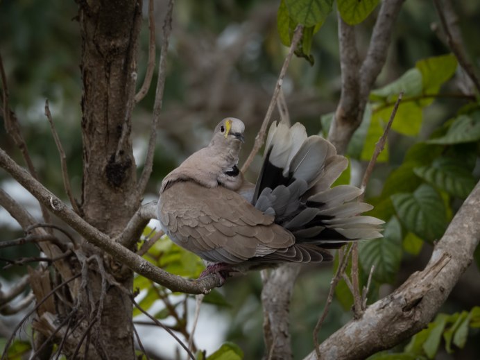 Редкие птицы Тамани