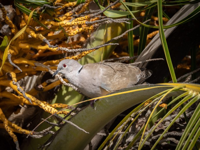 Капская Горлица