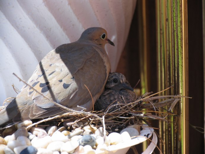 Горлица Крымская птенец