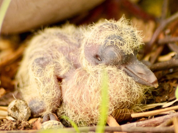 Обыкновенная Горлица с птенцами в гнезде