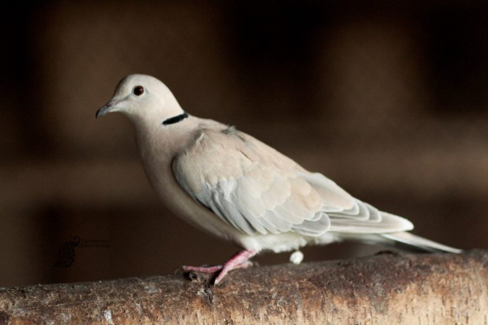 Горлица птица птенец