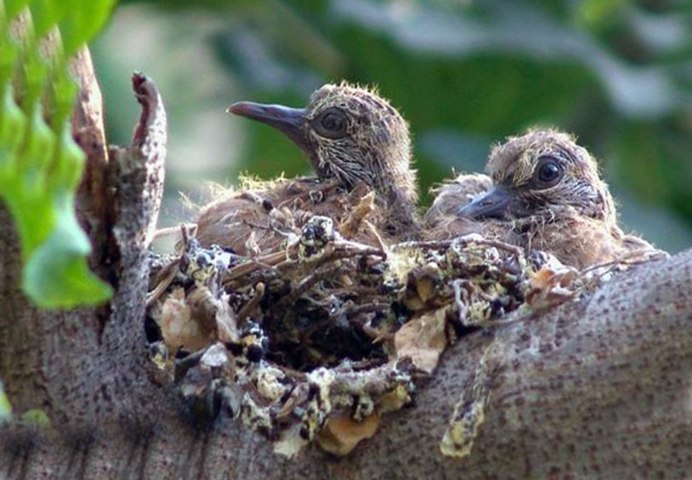 Горлица обыкновенная гнездо