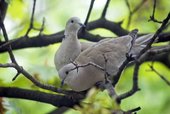 Горлица обыкновенная птенцы