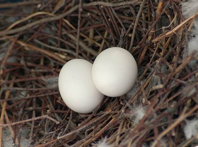 Горлица обыкновенная яйца