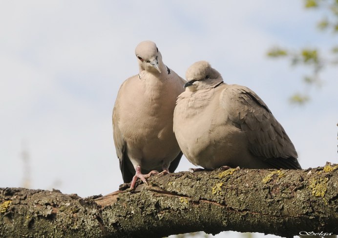 Горлица обыкновенная птенцы
