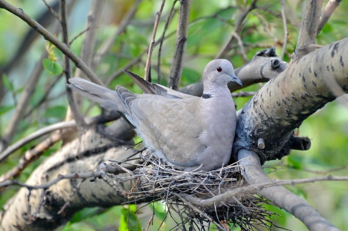 Бриллиантовая Горлица птенец