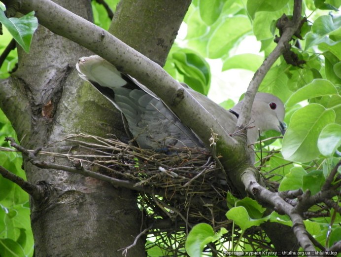 Кольчатая Горлица гнездо