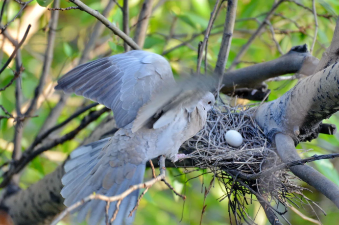 Кольчатая Горлица гнездо
