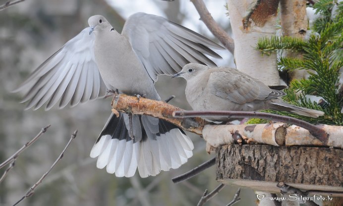 Вяхирь и кольчатая Горлица