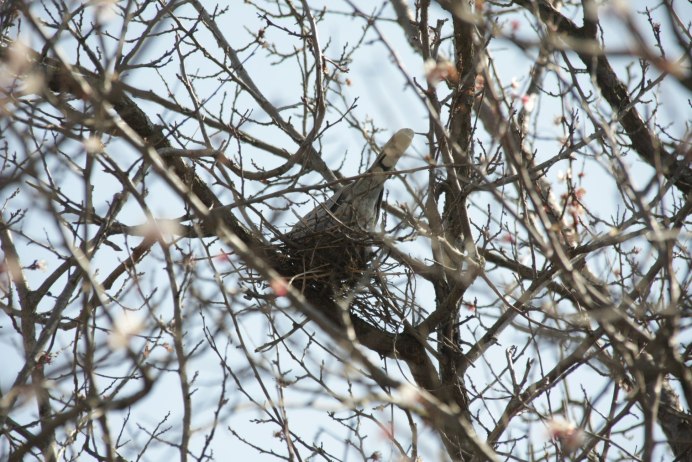 Горлица размножение