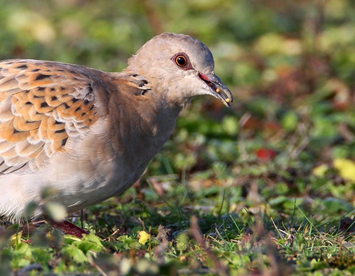 Кольчатая Горлица птенцы