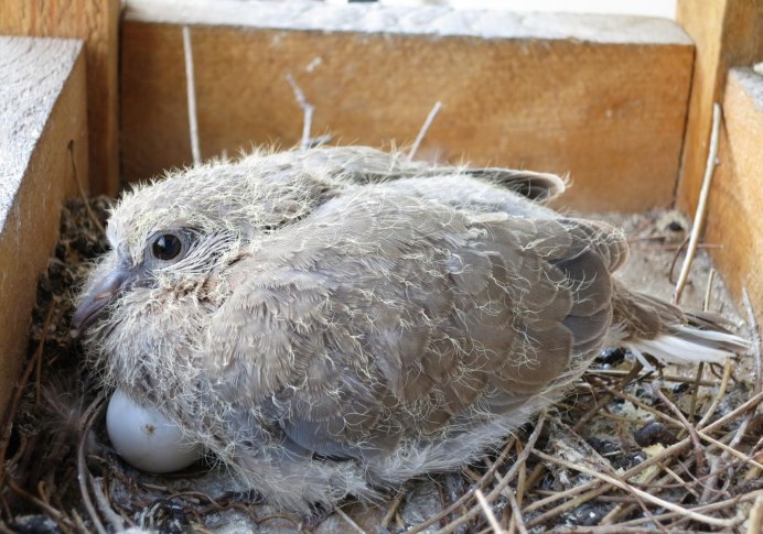 Горлица обыкновенная 2019