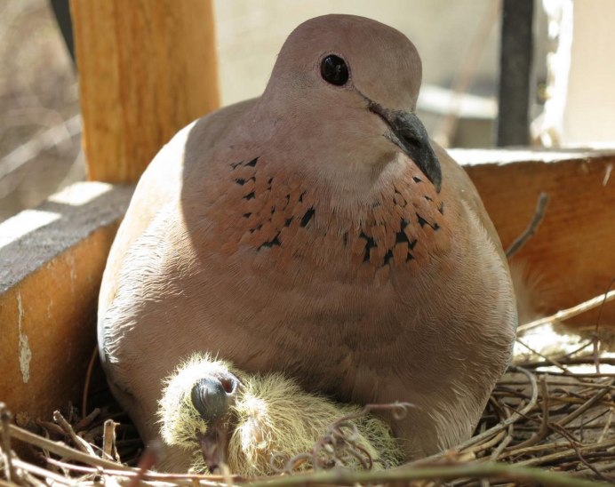 Кольчатая Горлица гнездо