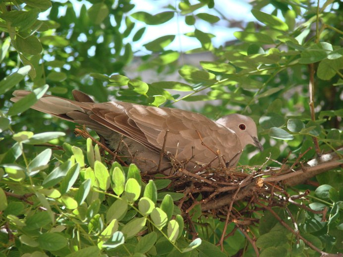 Кольчатая Горлица гнездо