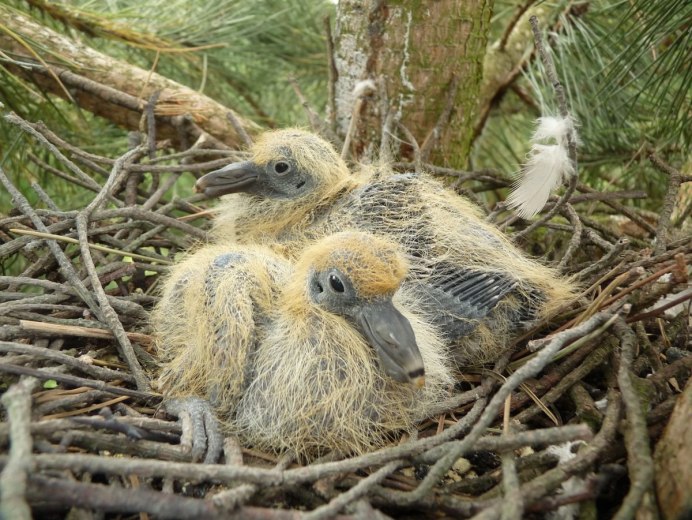 Деревянное гнездо для голубя на балконе